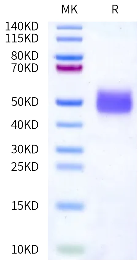 DNAM1-MP002 Bis-Tris-PAGE-white result