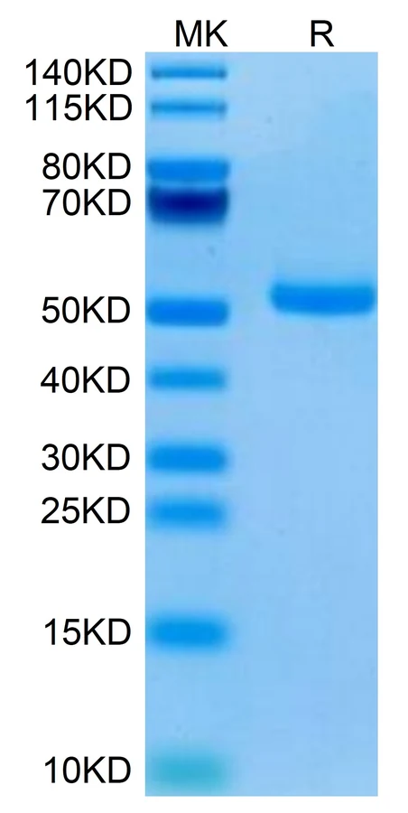 DR4-HF001 Bis-Tris-PAGE result