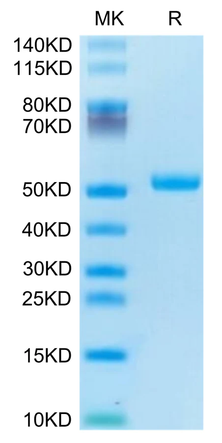 DR5-HF001 Bis-Tris-PAGE-white result