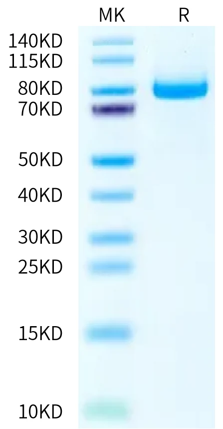ECADHERINCADHERIN1-HB001 Bis-Tris-PAGE-white result
