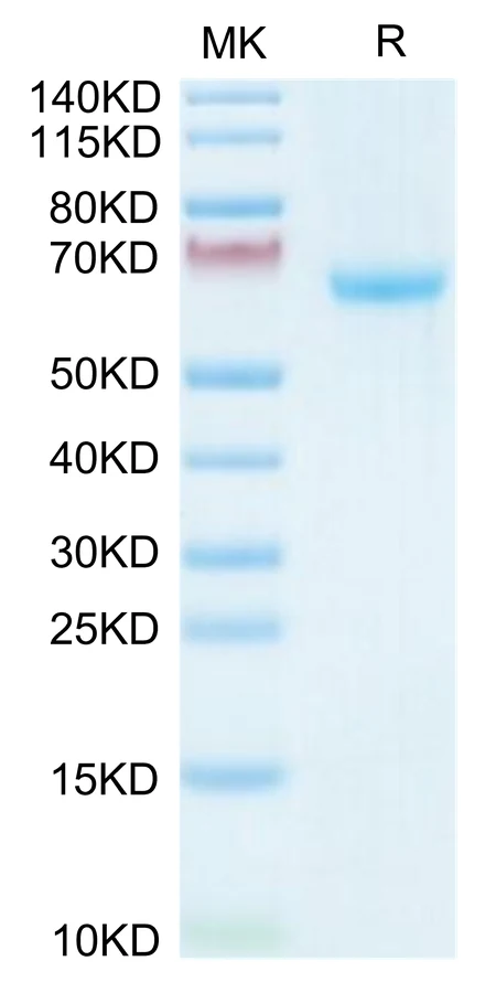 EFNA3-HF001 Bis-Tris-PAGE-white result