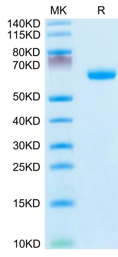EFNA3-MF001 Bis-Tris-PAGE-white result