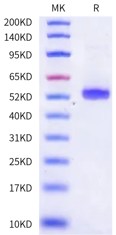 EFNA4-HF001 Bis-Tris-PAGE-white result