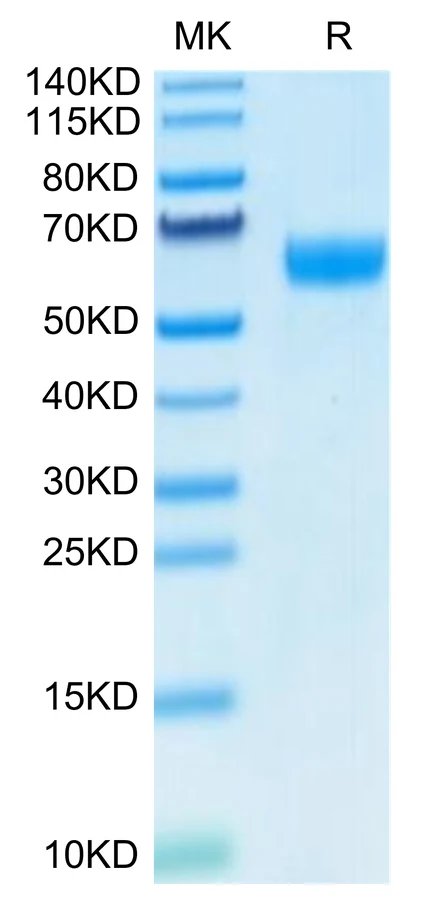 EFNB2-HF001 Bis-Tris-PAGE-white result