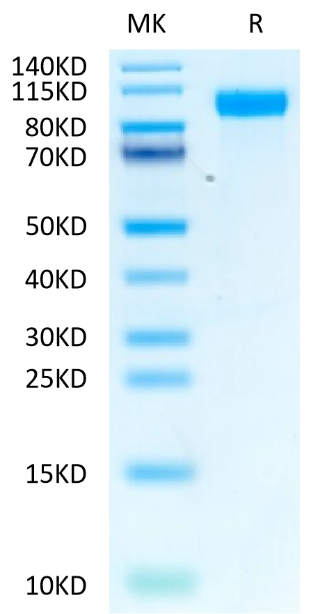 EGFR-HB003 Bis-Tris-PAGE-white result