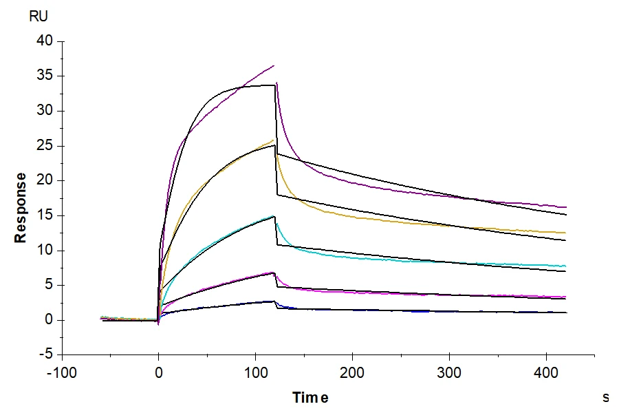 EGFR-HB003 SPR result