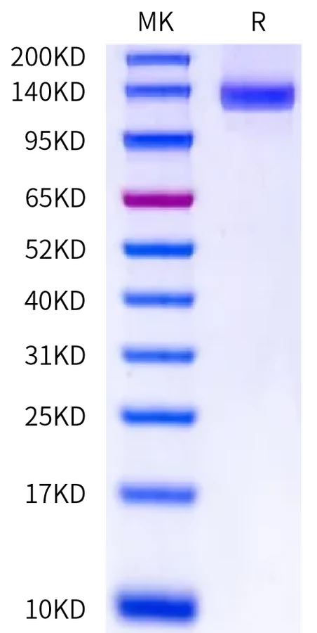EGFR-HF001 Bis-Tris-PAGE-white result