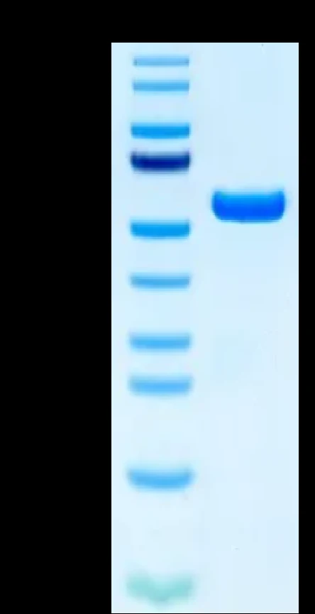 EGFRL858R-HB002 Bis-Tris-PAGE result