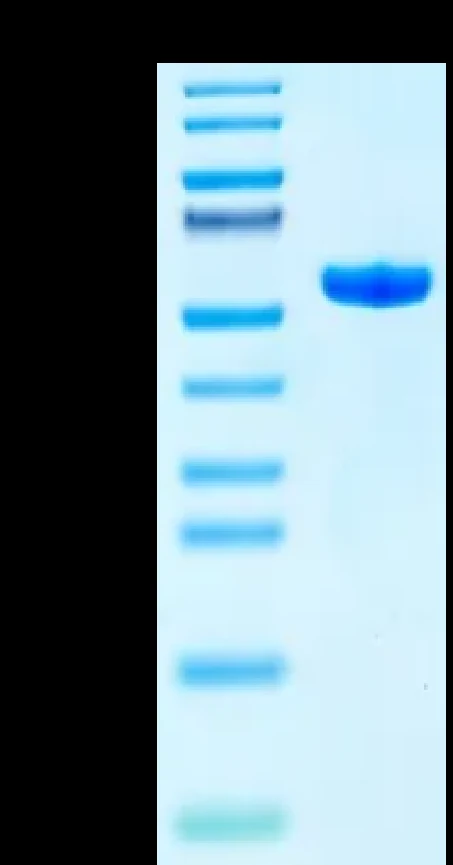 EGFRL858R-HB003 Bis-Tris-PAGE result