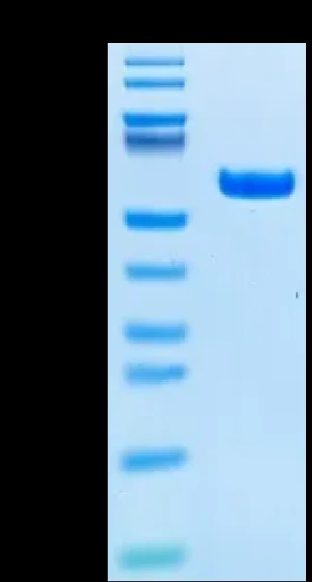 EGFRL858R-HB004 Bis-Tris-PAGE result
