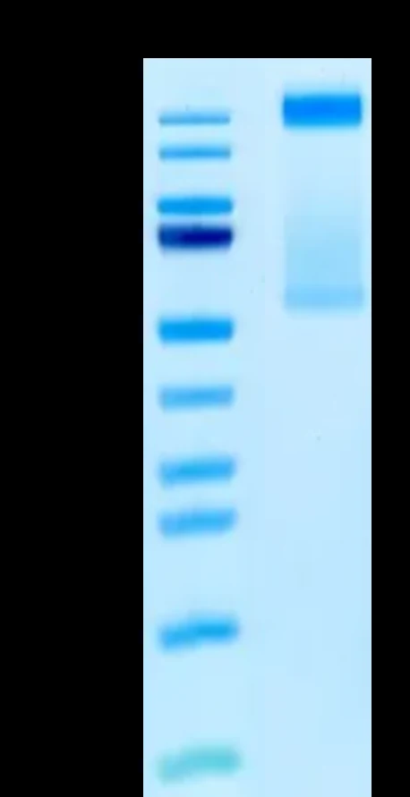 EGFRL858R-HP002 Bis-Tris-PAGE result