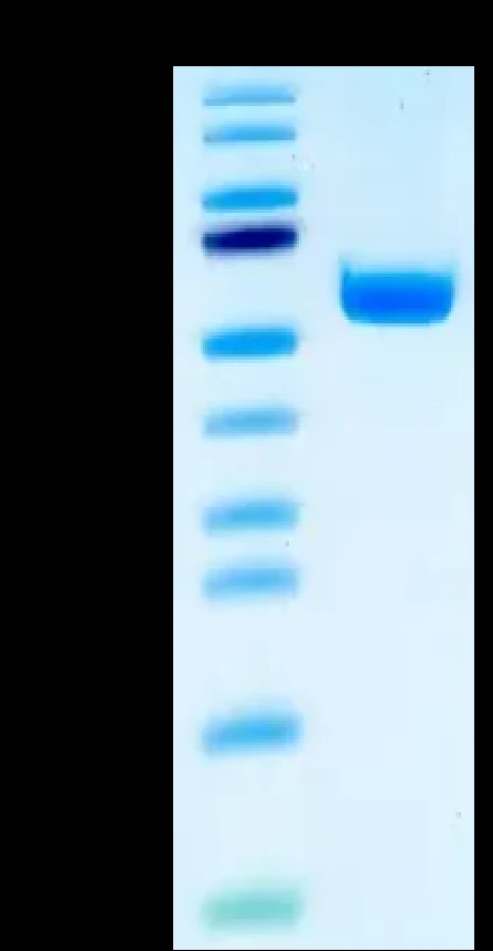 EGFRL858R-HP003 Bis-Tris-PAGE result