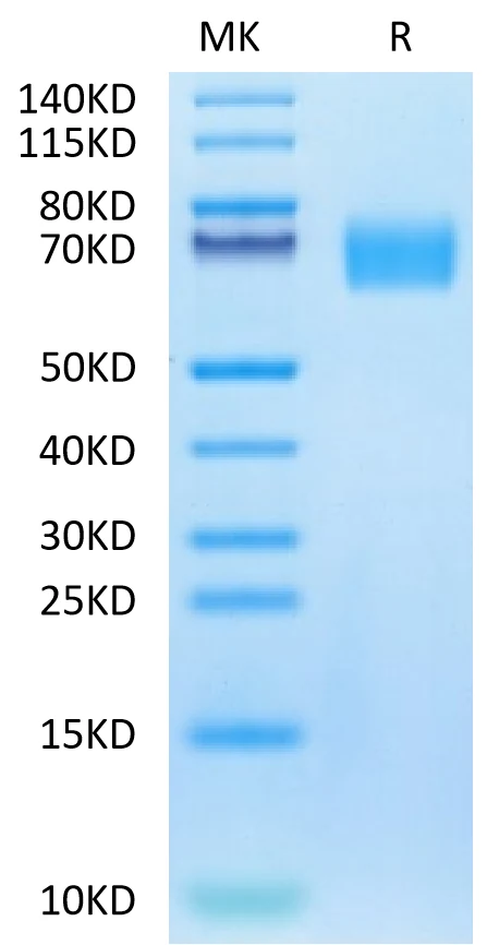 EGFRVIII-HB001 Bis-Tris-PAGE-white result