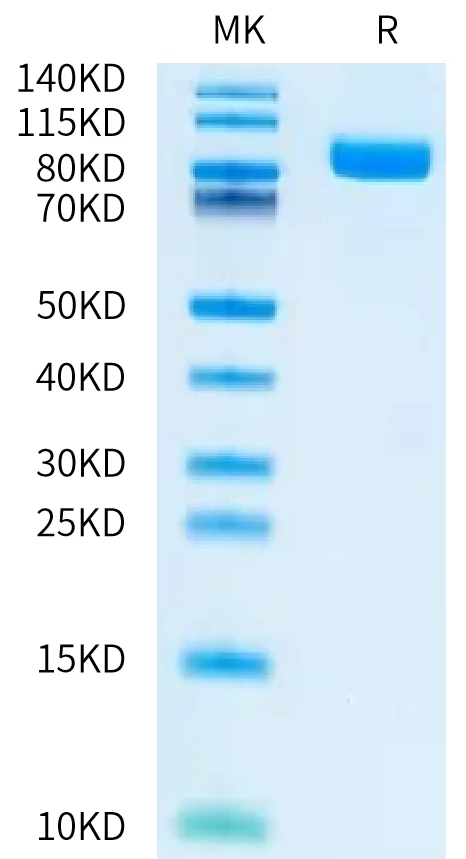 EGFRVIII-HF001 Bis-Tris-PAGE-white result
