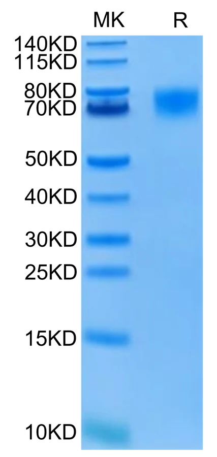 EGFRVIII-HP001 Bis-Tris-PAGE-white result