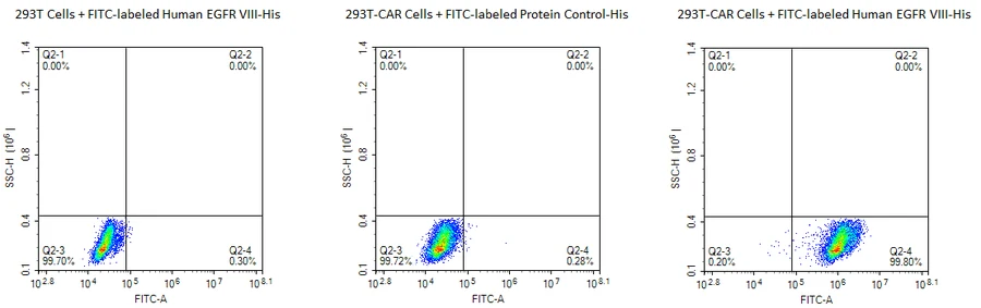 EGFRVIII-HP001 Flow-Cytometry result