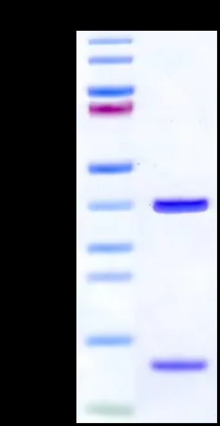 EGFRWT-HB001 Bis-Tris-PAGE result