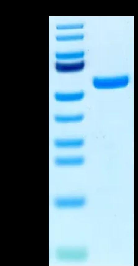 EGFRWT-HB002 Bis-Tris-PAGE result