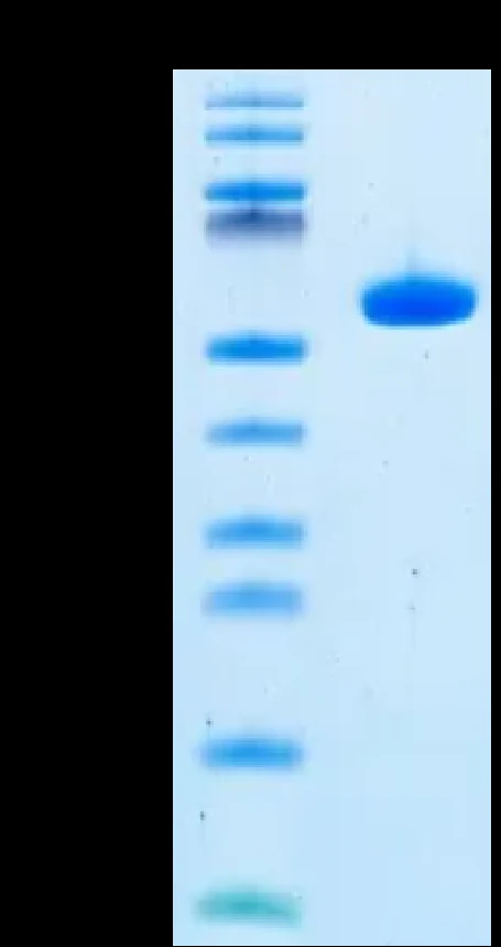 EGFRWT-HP002 Bis-Tris-PAGE result