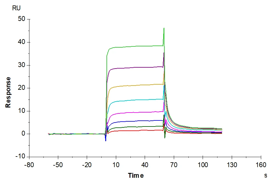 EGFRWT-HP002 SPR result