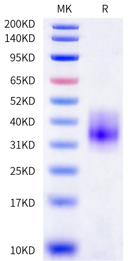 EMMPRIN-HB002 Bis-Tris-PAGE-white result