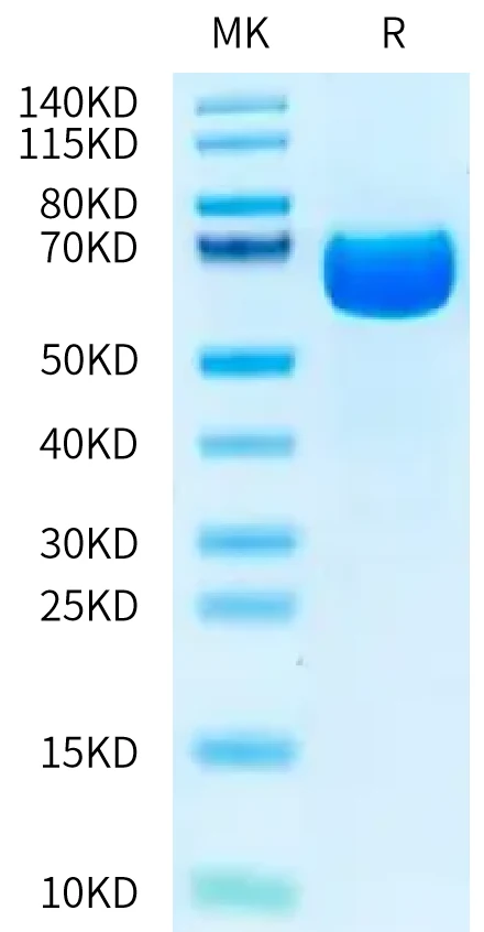 EPHA2-CB001 Bis-Tris-PAGE-white result