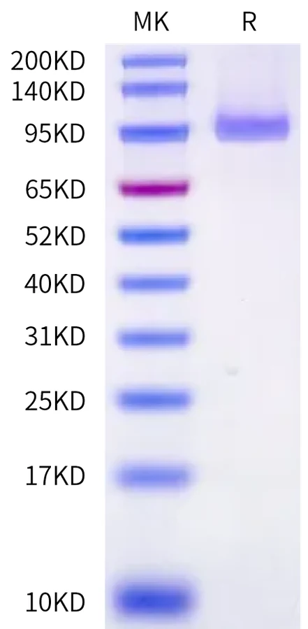 EPHA2-CF001 Bis-Tris-PAGE-white result