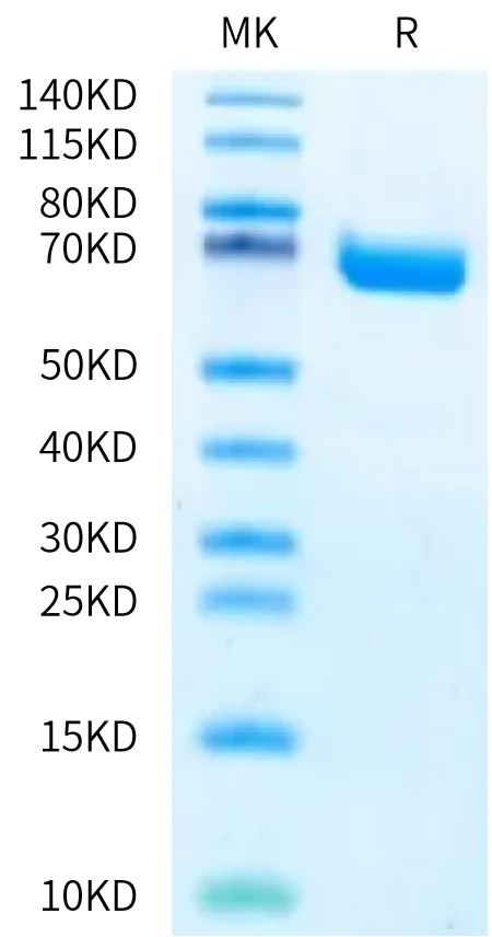 EPHA2-HB001 Bis-Tris-PAGE-white result