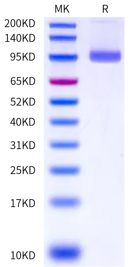 EPHA2-HF001 Bis-Tris-PAGE-white result