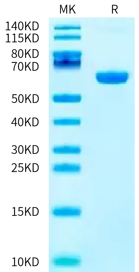 EPO-HB001 Bis-Tris-PAGE-white result