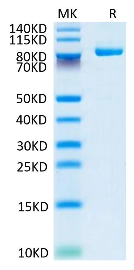 FAP-CB001 Bis-Tris-PAGE-white result