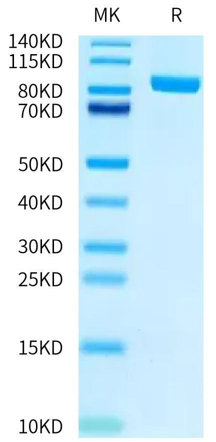 FAP-HB001 Bis-Tris-PAGE-white result
