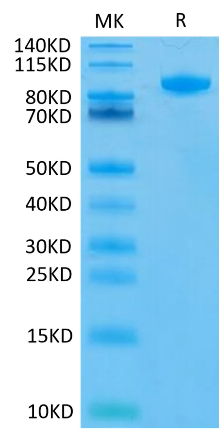 FAP-HP001 Bis-Tris-PAGE-white result