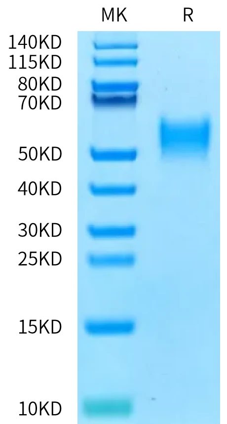 FCER1A-HP001 Bis-Tris-PAGE-white result