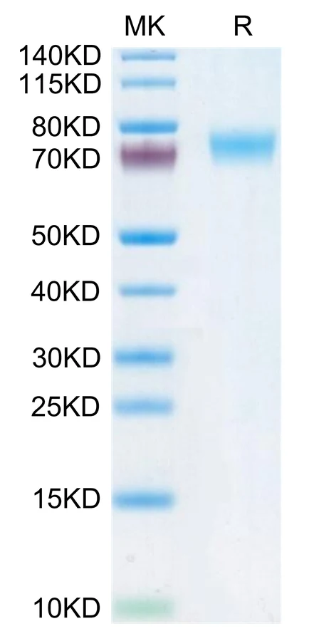 FCER1A-HP003 Bis-Tris-PAGE-white result