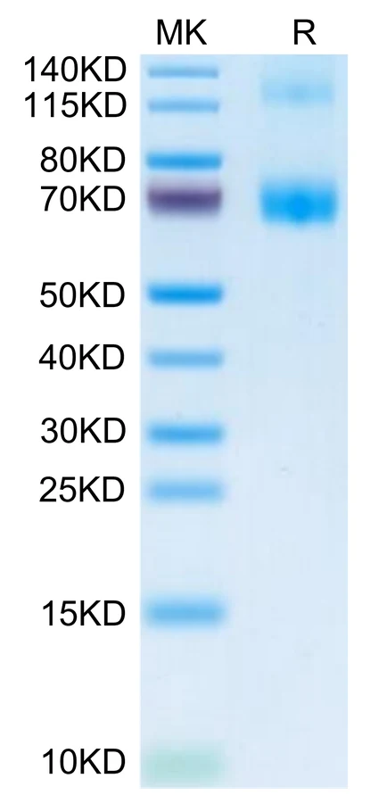 FCER1A-MP001 Bis-Tris-PAGE-white result