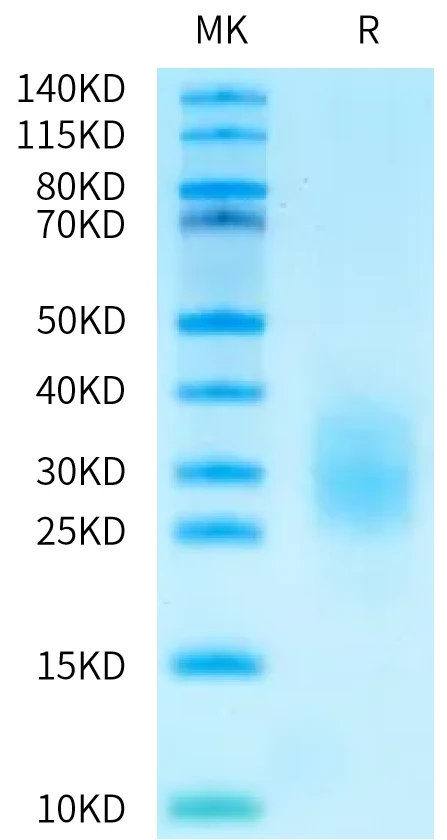 FCRH5FCRL5DOMAIN-HB001 Bis-Tris-PAGE-white result