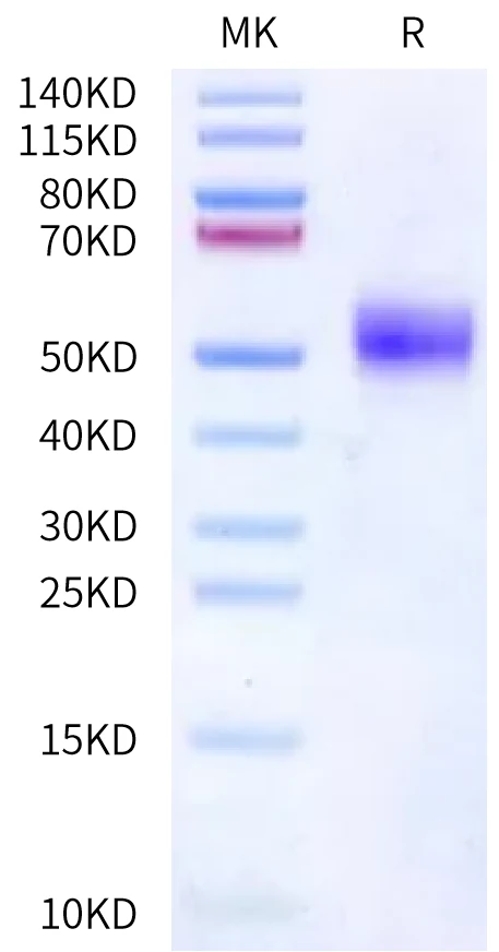 FCRH5FCRL5DOMAIN-HF001 Bis-Tris-PAGE-white result