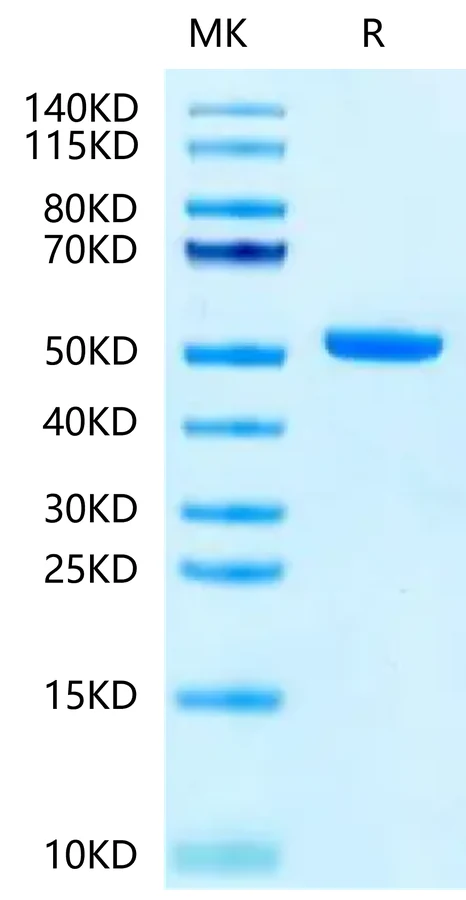 FCRN-CB001 Bis-Tris-PAGE-white result