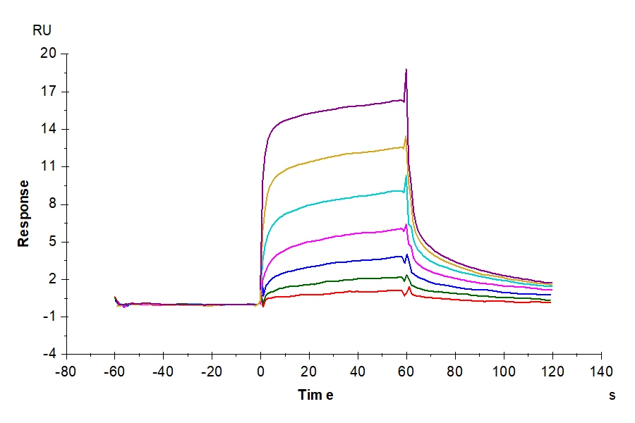 FCRN-CP001 SPR result