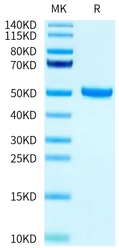 FCRN-HB001 Bis-Tris-PAGE-white result