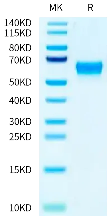 FCRN-MB001 Bis-Tris-PAGE-white result