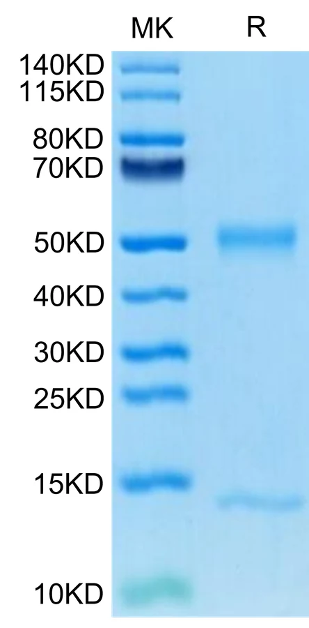 FCRN-MP001 Bis-Tris-PAGE-white result