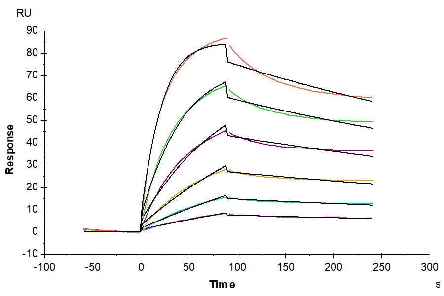 FCRN-RP001 SPR result