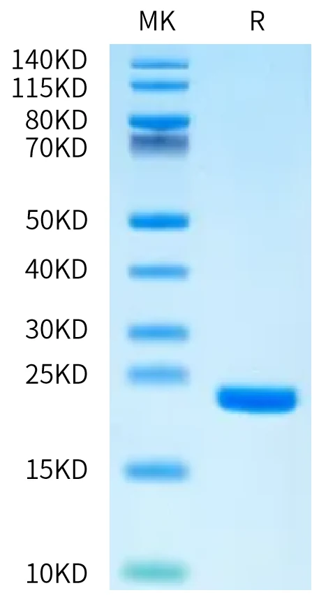 FGF1-HB001 Bis-Tris-PAGE-white result