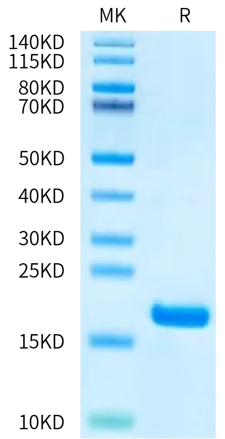 FGF1-HP001 Bis-Tris-PAGE-white result