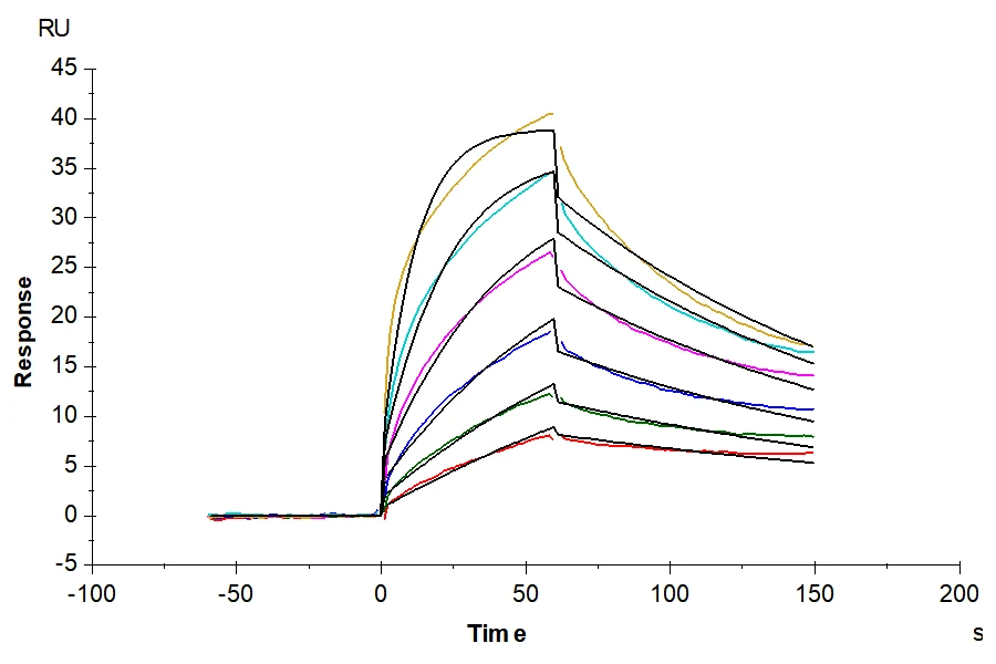 FGF1-HP001 SPR result