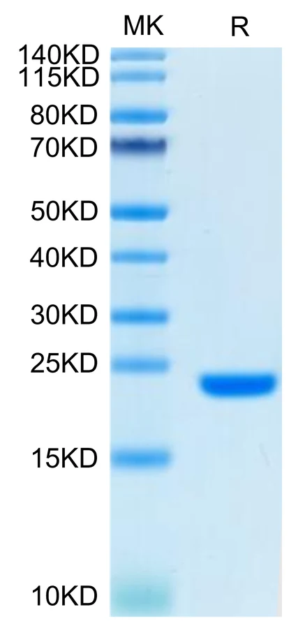 FGF10-HB001 Bis-Tris-PAGE-white result