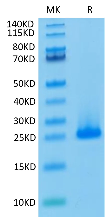 FGF10-HP001 Bis-Tris-PAGE-white result