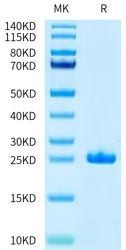 FGF21-CP001 Bis-Tris-PAGE-white result